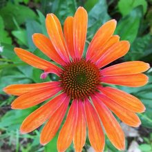 daisy