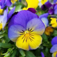 purple yellow flower