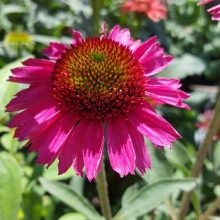 pink flower