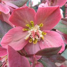 pink flower