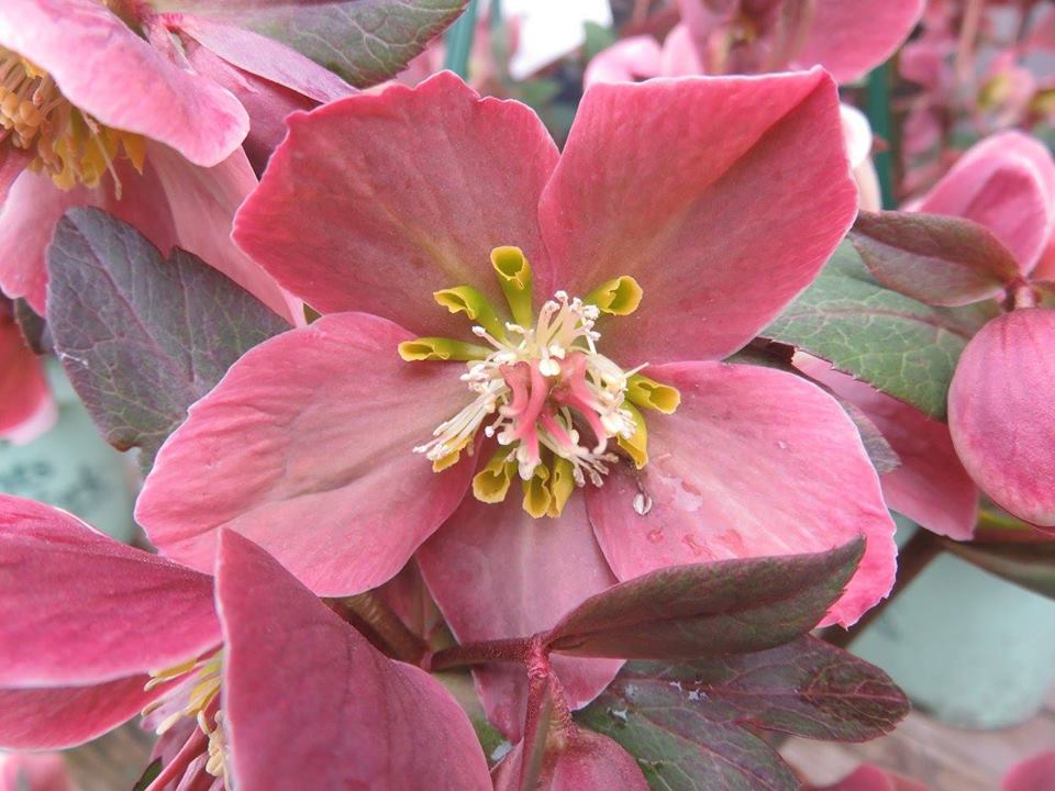 Garden Nursery