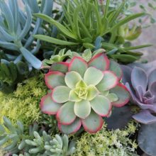 succulents
