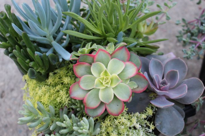 Landscape Design