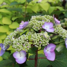 twist-and-shout-hydrangea